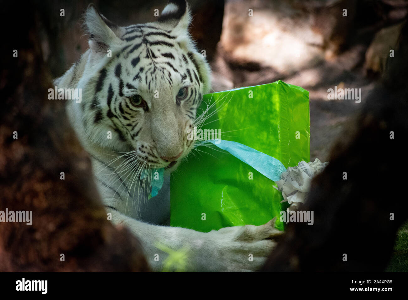 Tigre blanc à mâcher sur un présent Banque D'Images