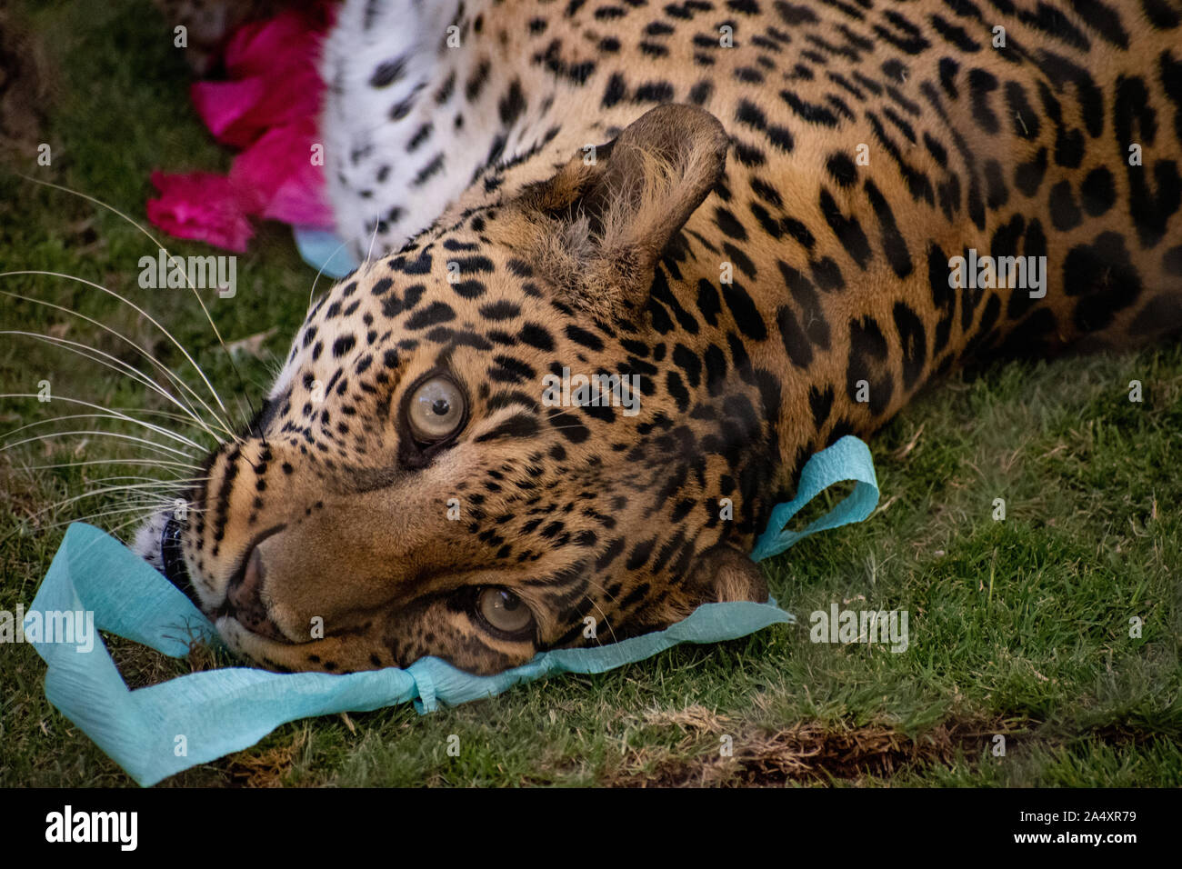 Close-up of a leopard face portant sur le terrain Banque D'Images