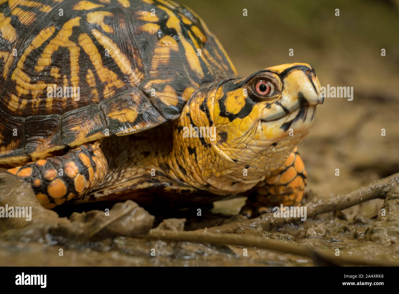 Une tortue tabatière, une espèce vulnérable, fait son chemin à travers la boue à Barfield Crescent Park à Murfreesboro, Tennessee. Banque D'Images