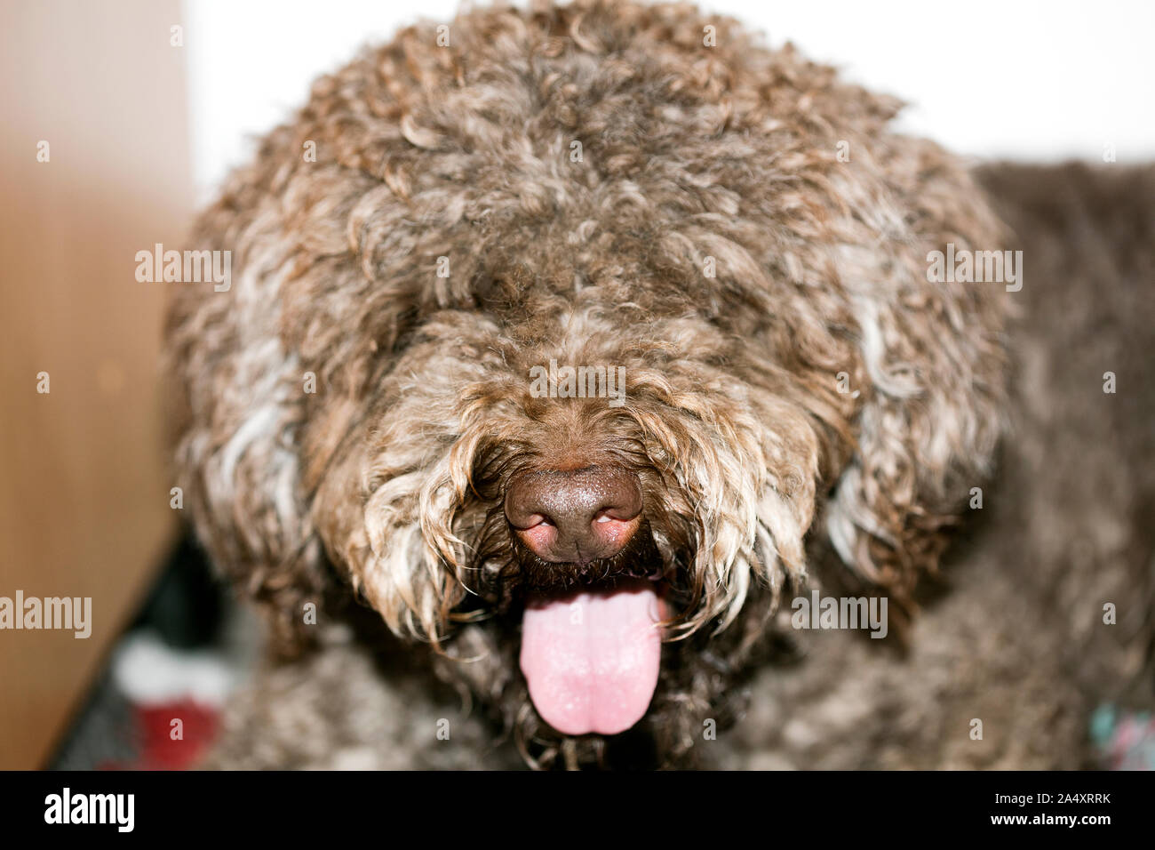 Italien brun macro portrait chien chasse aux truffes de la race Lagotto Romagnolo Banque D'Images