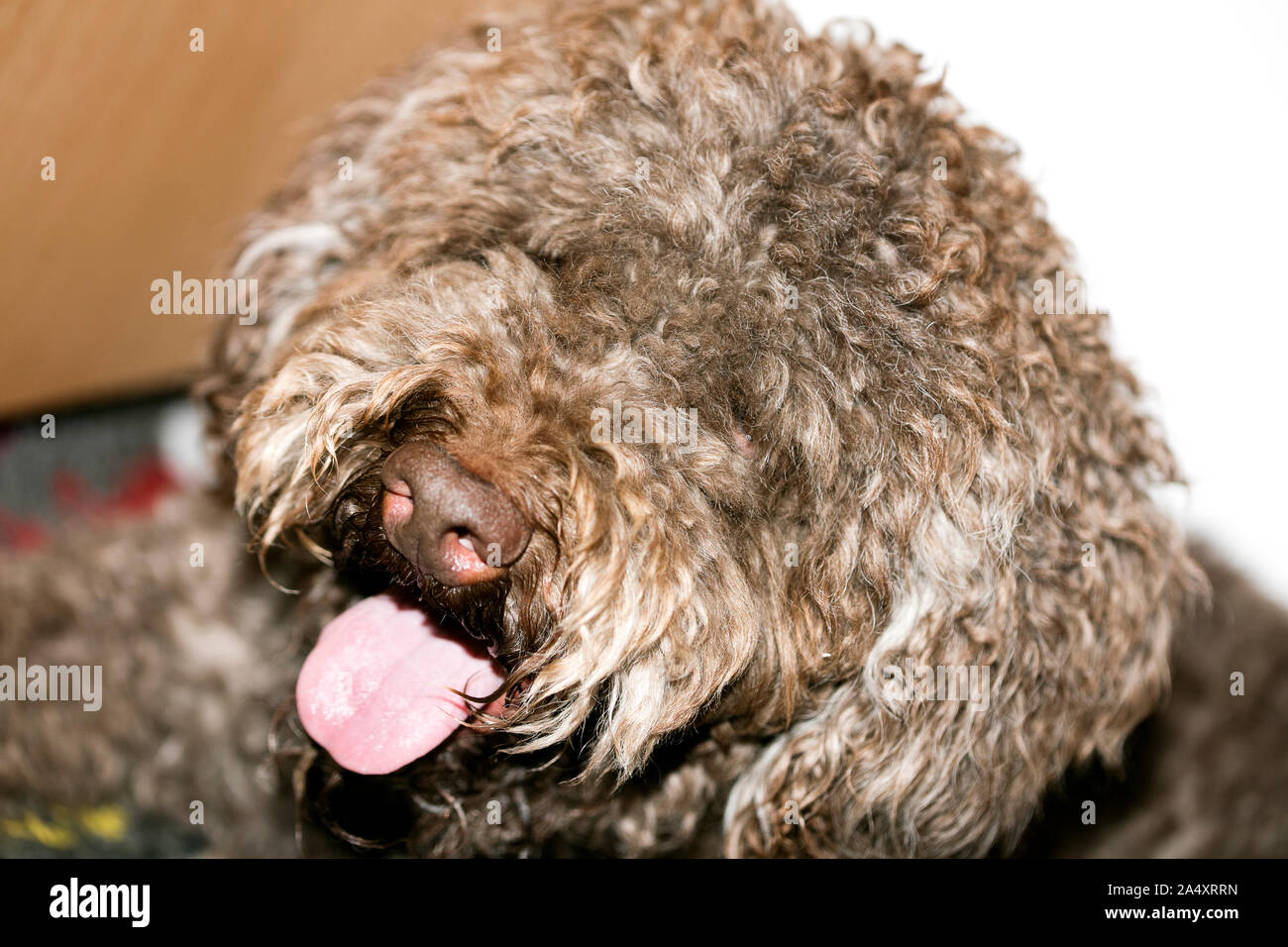 Italien brun macro portrait chien chasse aux truffes de la race Lagotto Romagnolo Banque D'Images