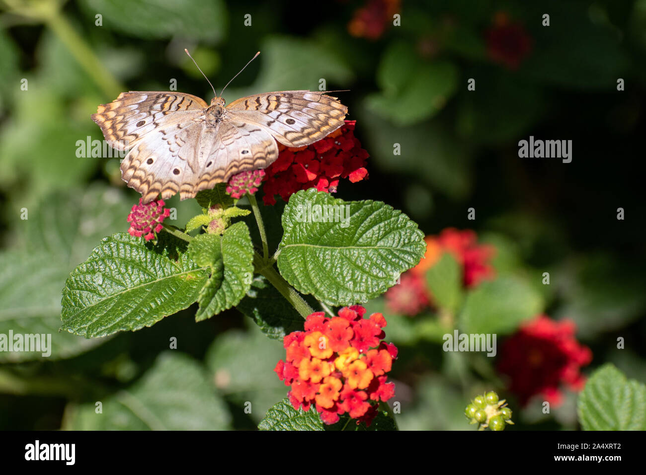 Papillon brun et blanc avec des fleurs Banque D'Images