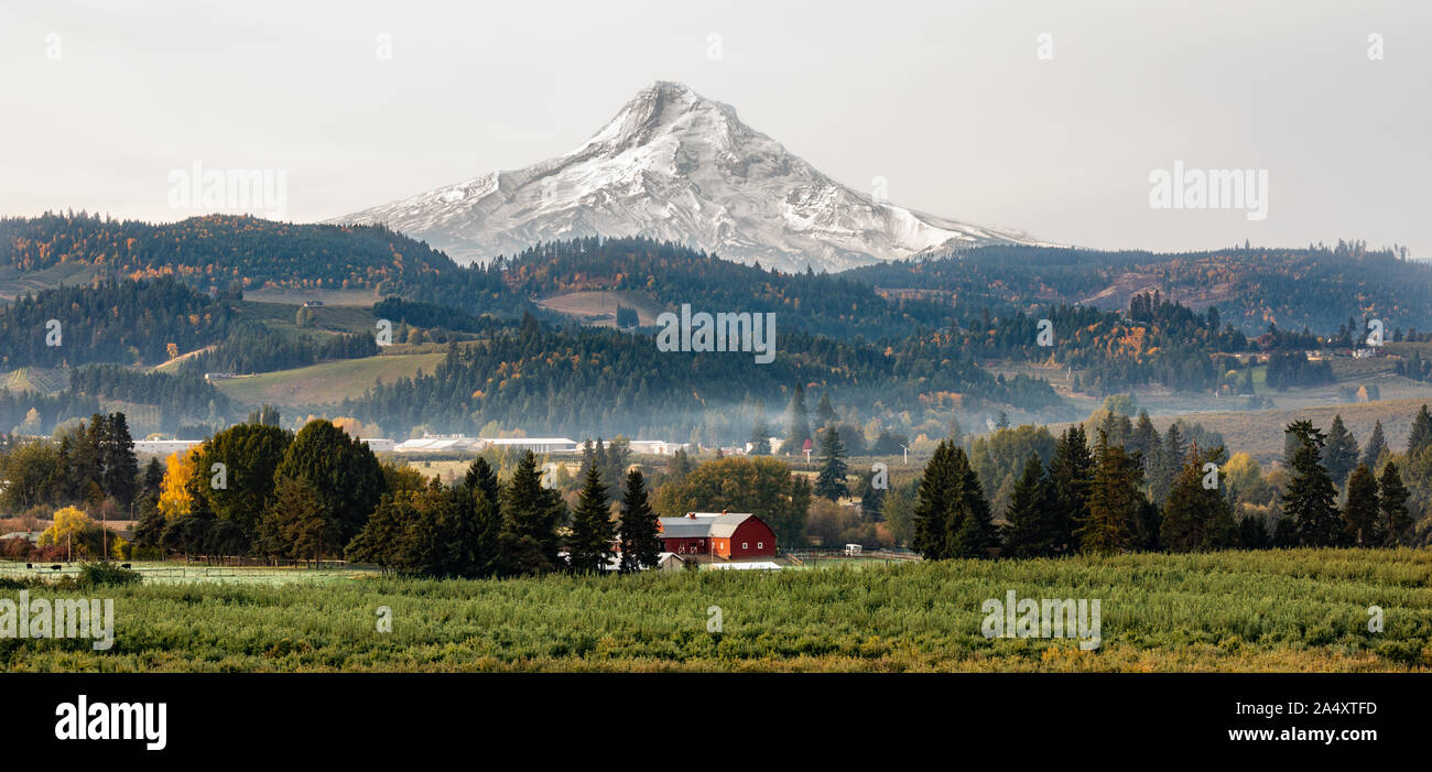 Vue d'un grange rouge et verger avec Mt Hood dans l'arrière-plan à Hood River, Oregon, USA Banque D'Images