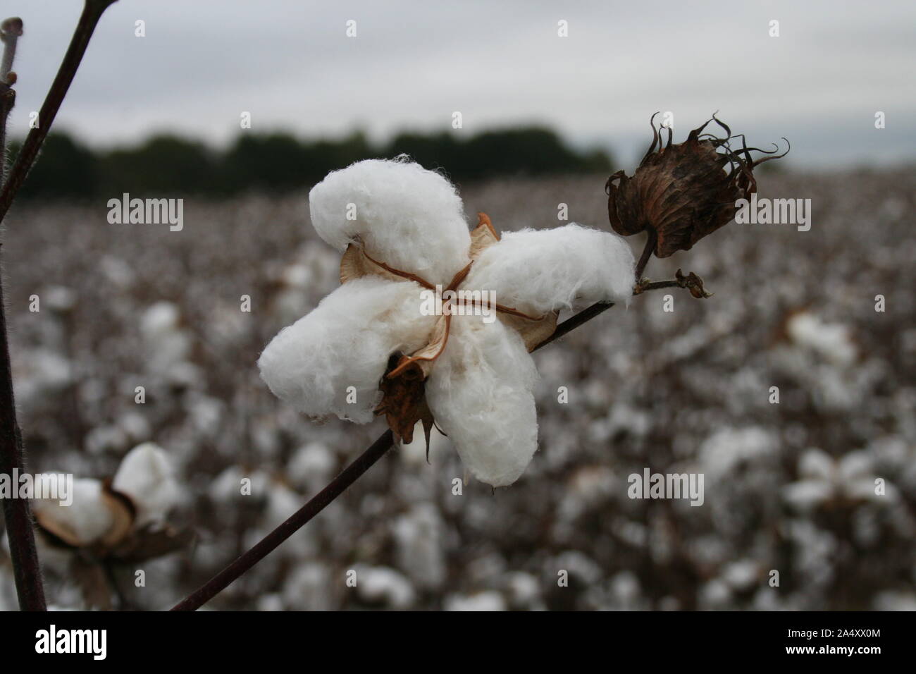 La culture du coton Banque D'Images