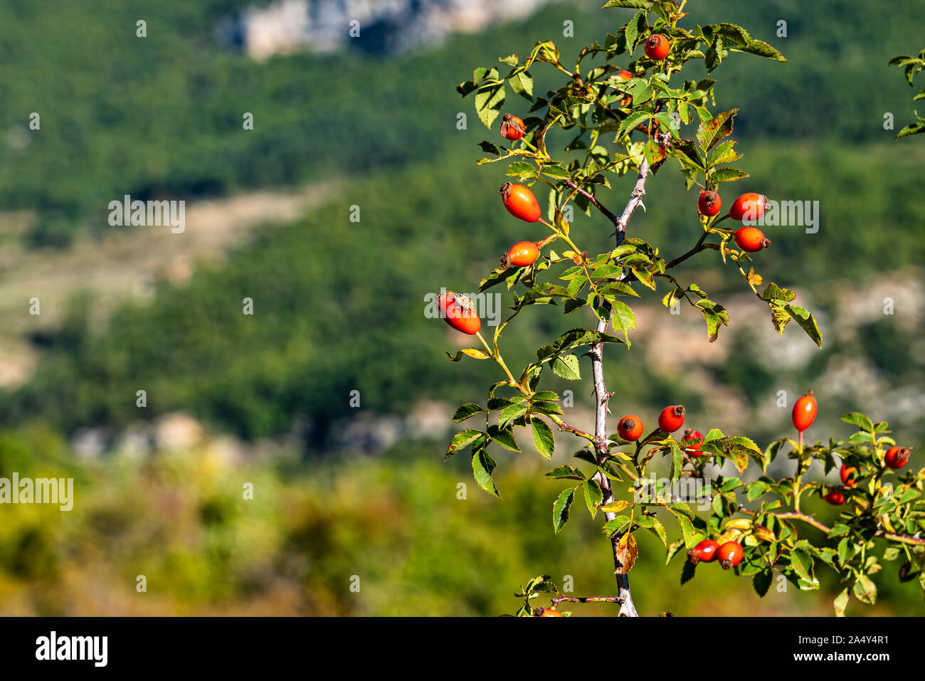 Dog Rose dans les gorges du Verdon, Gorges du Verdon en Provence, France Banque D'Images