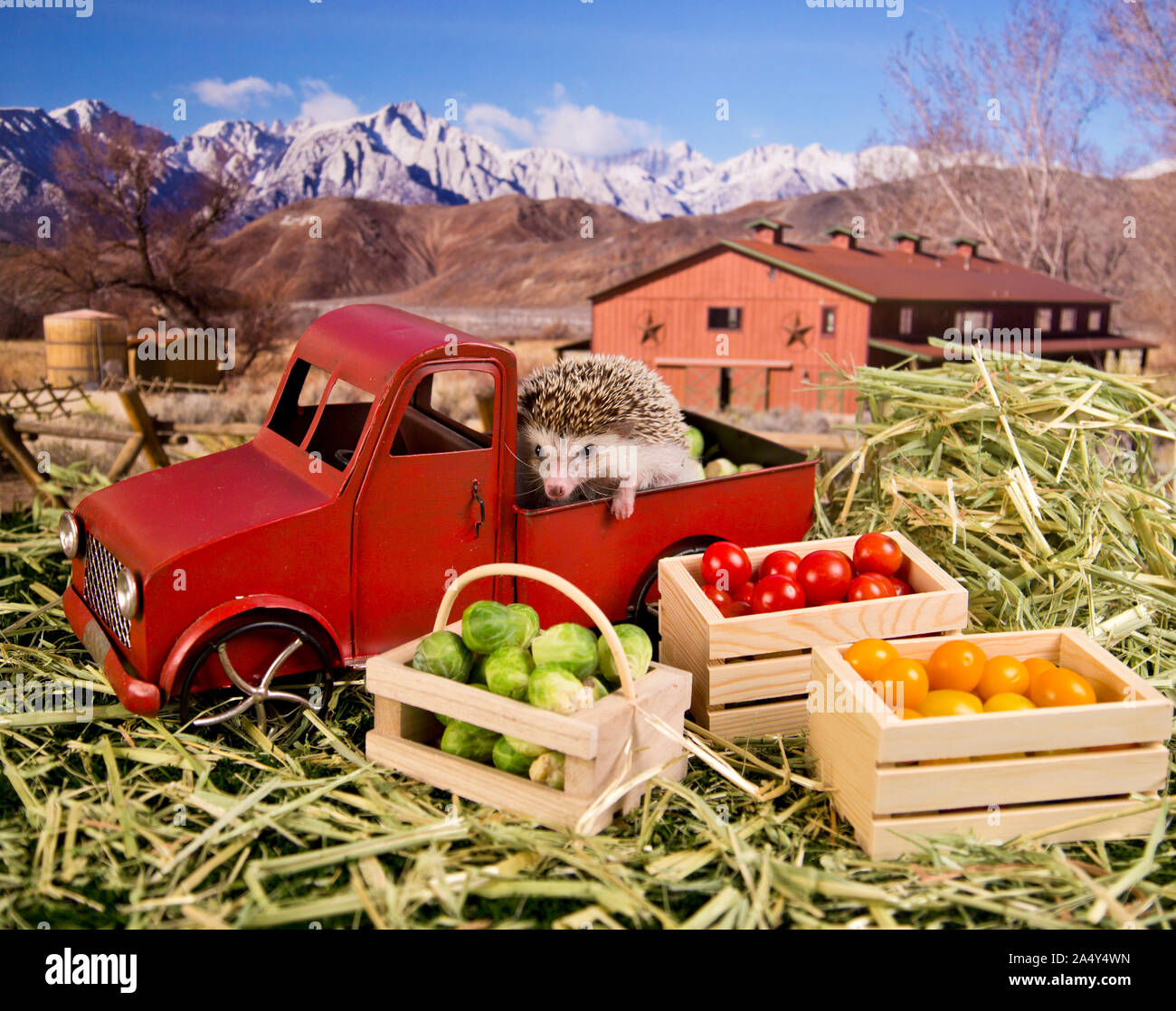 Humphrey J hérisson est un agriculteur dans une camionnette rouge légumes collecte sur sa ferme de hedgehog adventure série photo Banque D'Images