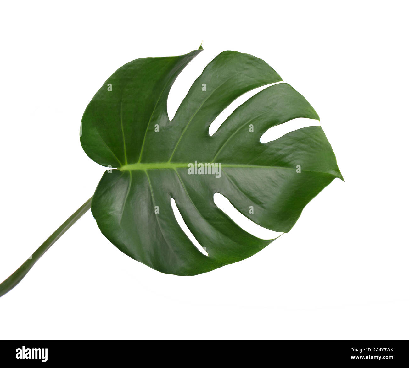 Jungle tropicale monstera feuilles isolées, swiss cheese plant, isolé sur fond blanc Banque D'Images
