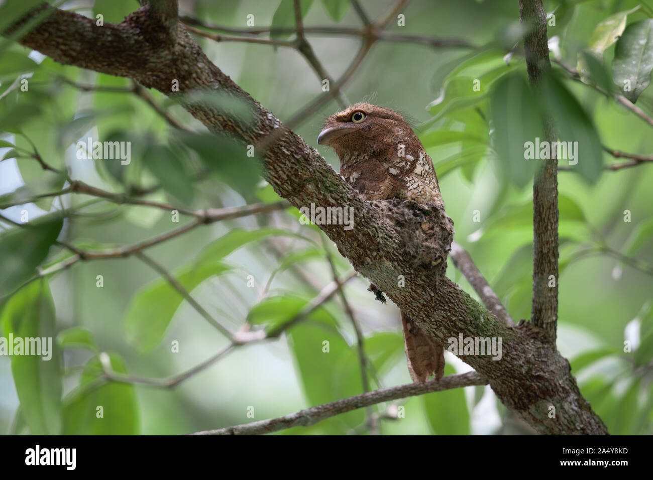 Une grille supérieure de la Blyth (Batrachostomus affinis) est une espèce de passereau de la famille Podargidae. Son habitat naturel est les montagnes humides tropicales ou subtropicales Banque D'Images