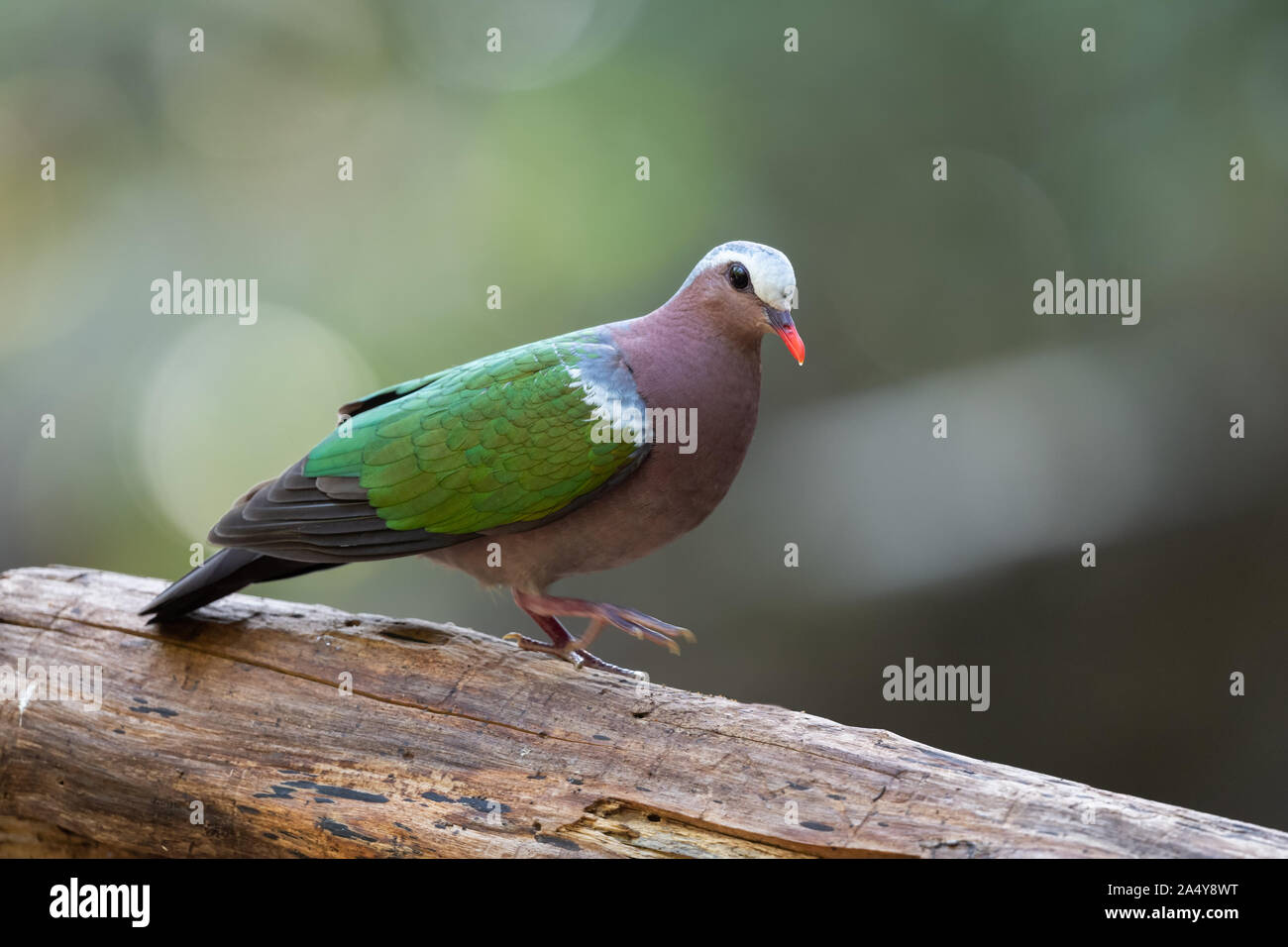 La colombe émeraude émeraude Asiatique, colombe, ou gris colombe émeraude enneigées (Chalcophaps indica) est un pigeon qui est un résident d'oiseaux reproduction généralisée Banque D'Images