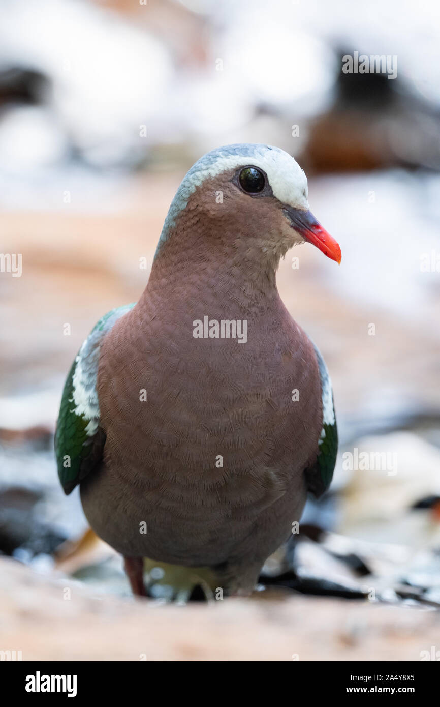 La colombe émeraude émeraude Asiatique, colombe, ou gris colombe émeraude enneigées (Chalcophaps indica) est un pigeon qui est un résident d'oiseaux reproduction généralisée Banque D'Images