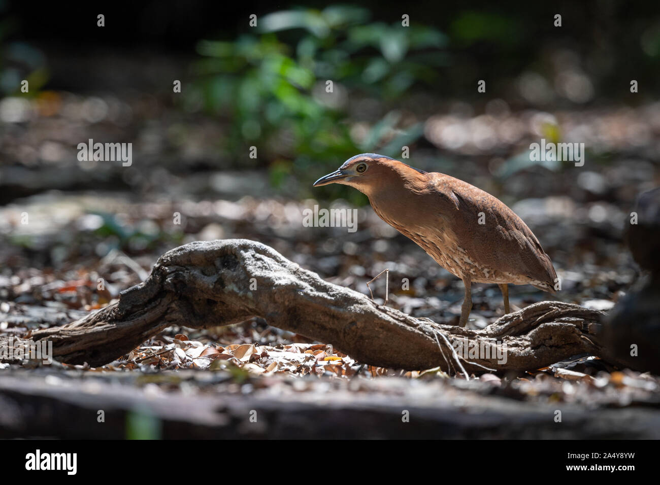 Le malais (Gorsachius melanolophus), également connu sous le nom de Night Heron malaisien et tiger petit blongios est une espèce d'héron. Le malais nuit h Banque D'Images
