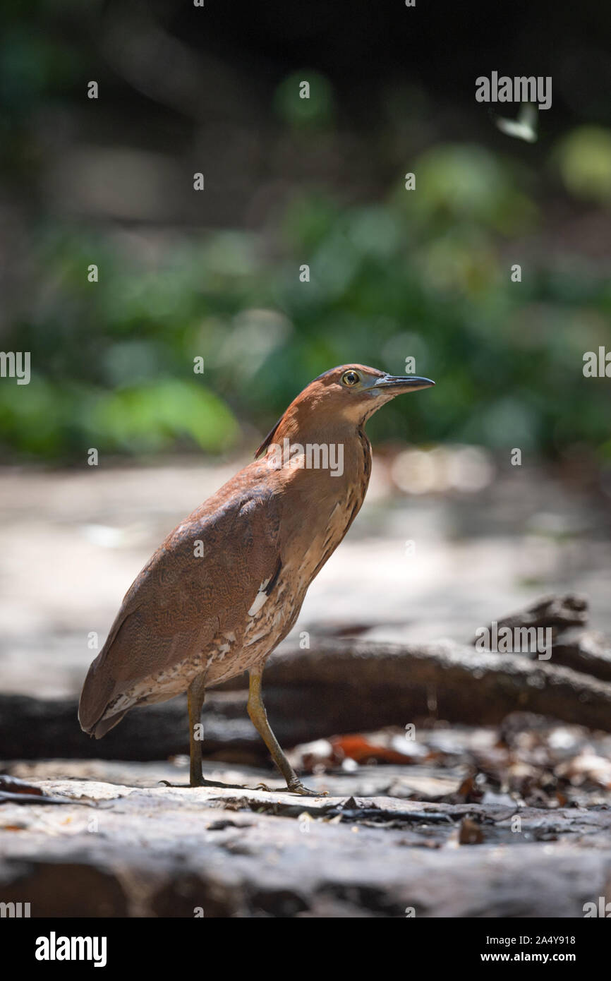 Le malais (Gorsachius melanolophus), également connu sous le nom de Night Heron malaisien et tiger petit blongios est une espèce d'héron. Le malais nuit h Banque D'Images