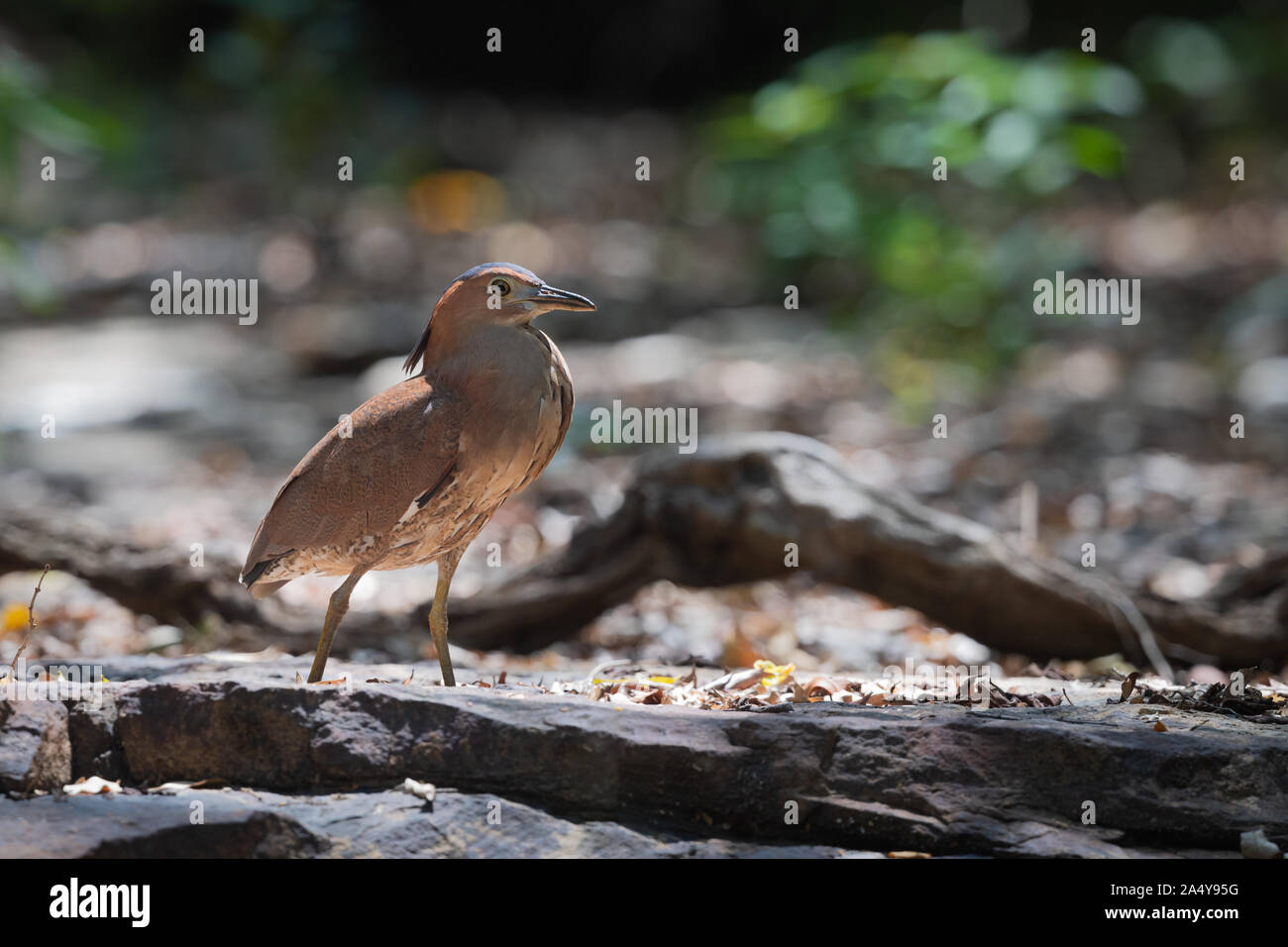 Le malais (Gorsachius melanolophus), également connu sous le nom de Night Heron malaisien et tiger petit blongios est une espèce d'héron. Le malais nuit h Banque D'Images