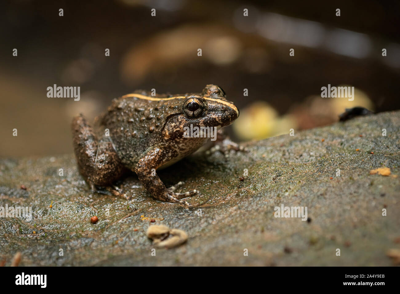 Limnonectes gyldenstolpei (nom commun : la grenouille Gyldenstolpe) est une espèce d'amphibiens de la famille Dicroglossidae. Il se trouve dans le nord de la Thaïlande, Laos Banque D'Images