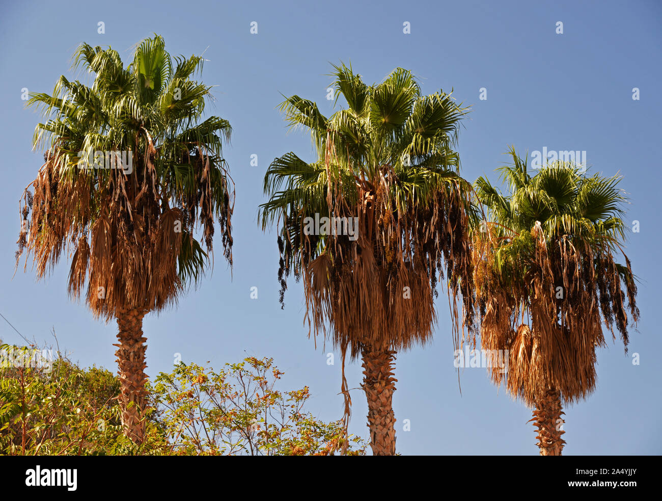 Trois palmiers dans une ligne contre le ciel bleu. Banque D'Images