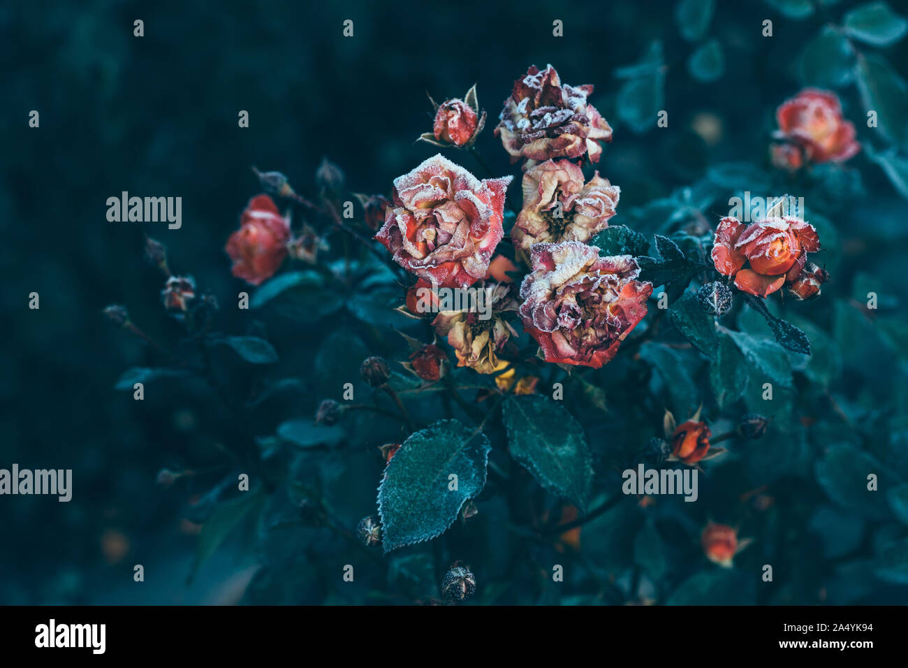 Frozen roses après le gel de nuit en automne, tonique nature background Banque D'Images