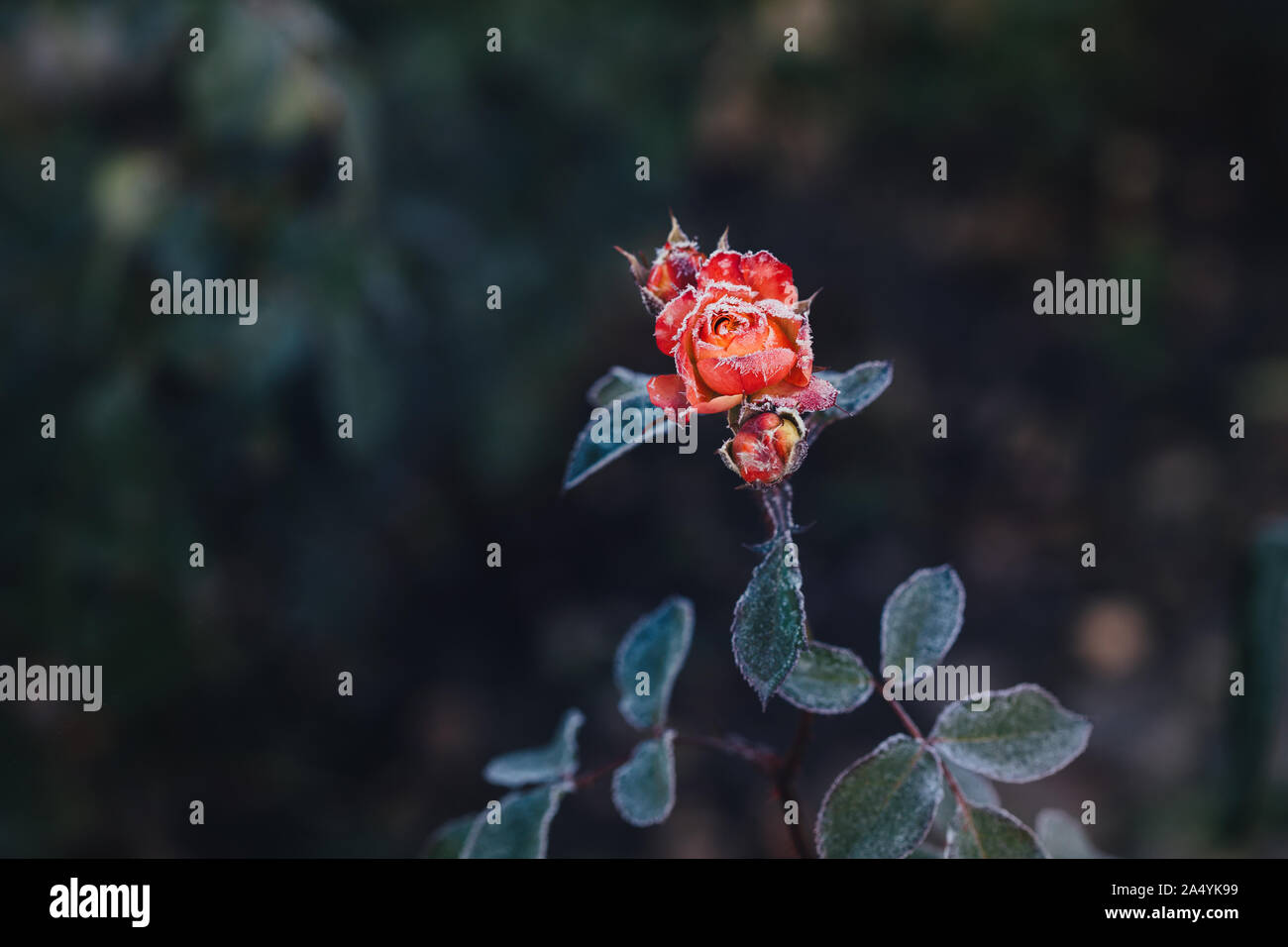 Frozen roses après le gel de nuit en automne, tonique nature background Banque D'Images