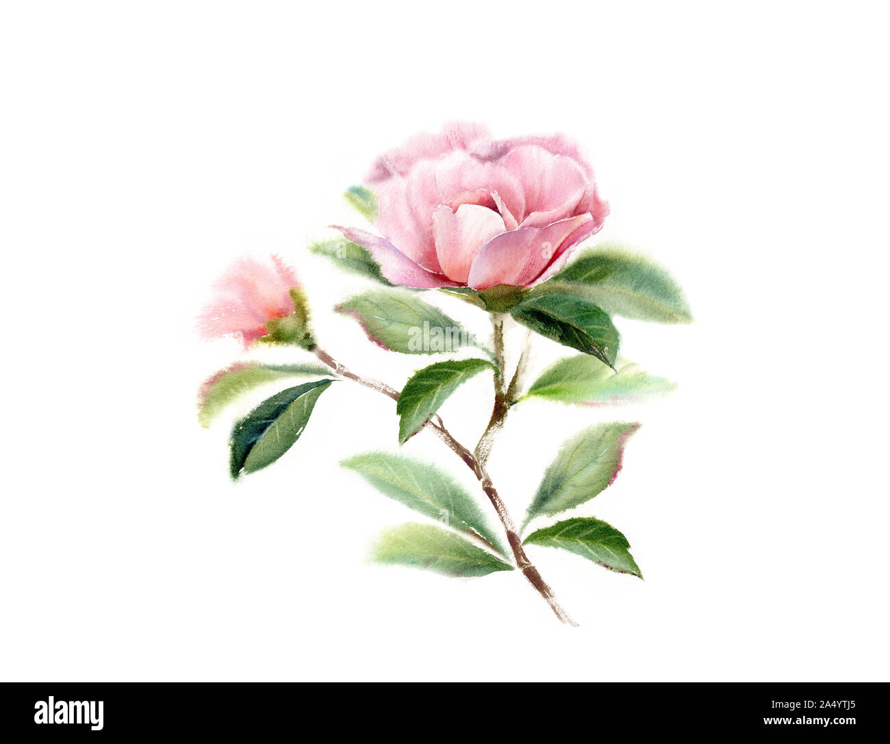 Camellia aquarelle arbre branche avec de grandes fleurs roses, feuilles et bourgeons. La main floral illustration isolé sur blanc pour la conception de la papeterie de mariage Banque D'Images