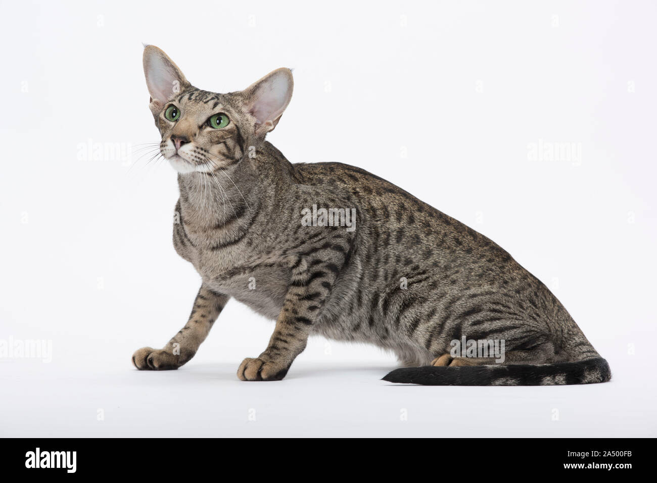 Cheveux courts, chat Oriental Spotted Tabby, 2 1/2 ans, homme, Banque D'Images