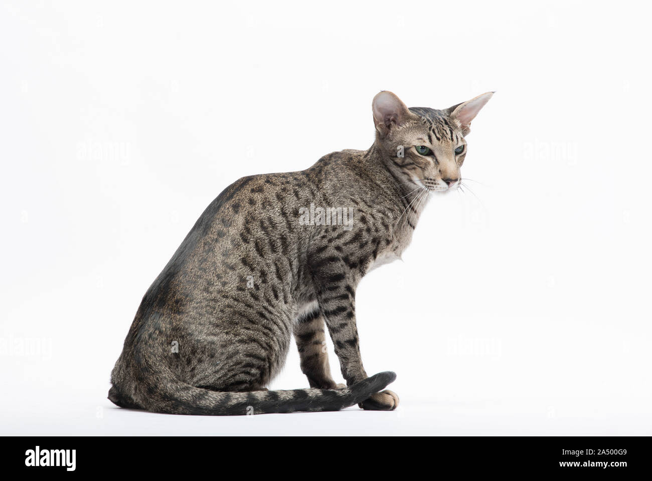 Cheveux courts, chat Oriental Spotted Tabby, 2 1/2 ans, homme, Banque D'Images