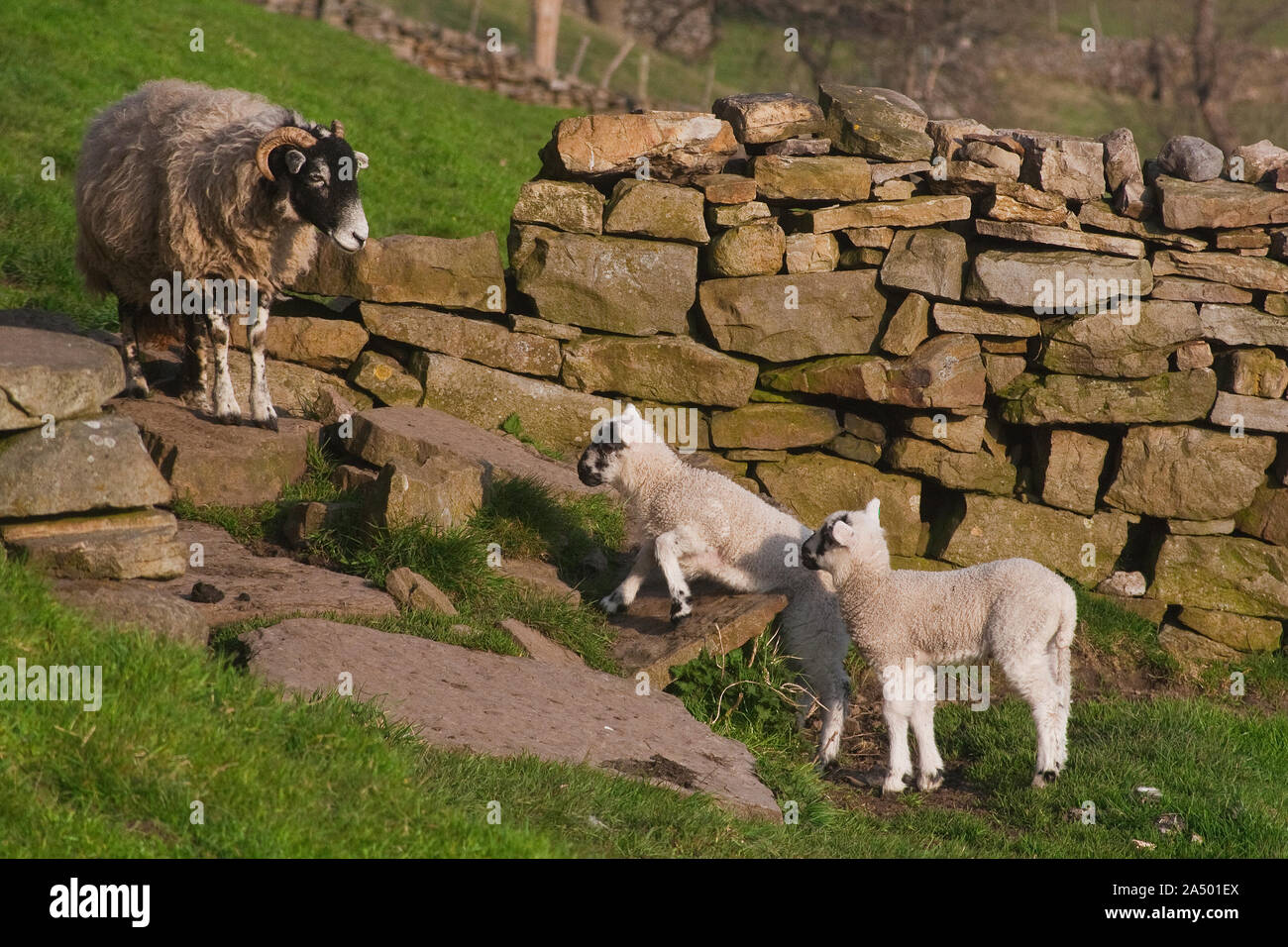 Swaledale moutons et deux agneaux par un mur en pierre sèche Banque D'Images