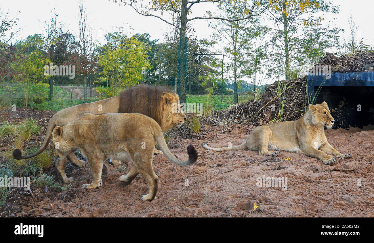 Les Lions D Asie Kumari Lblis Kiburi Et A Pied Autour De La Nouvelle Lion Habitat Sur Le Zoo De Chester Cheshire Photo Stock Alamy Les Lions D Asie Kumari Lblis Kiburi Et A Pied Autour De La Nouvelle Lion Habitat Sur Le Zoo De Chester Cheshire Photo Stock Alamy