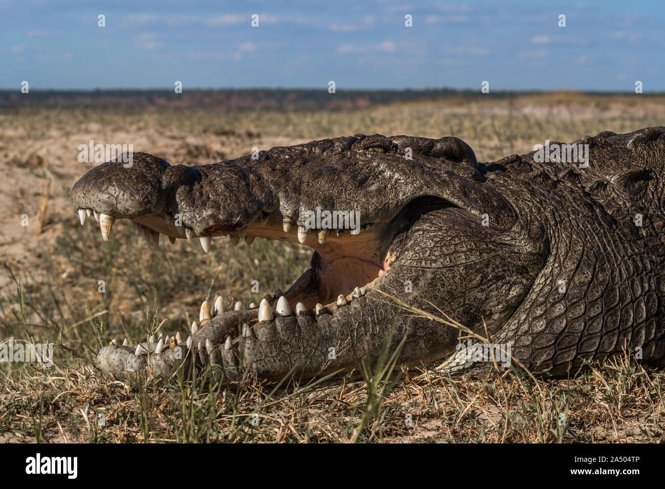 Le crocodile du Nil (Crocodylus niloticus), rivière Chobe, au Botswana Banque D'Images
