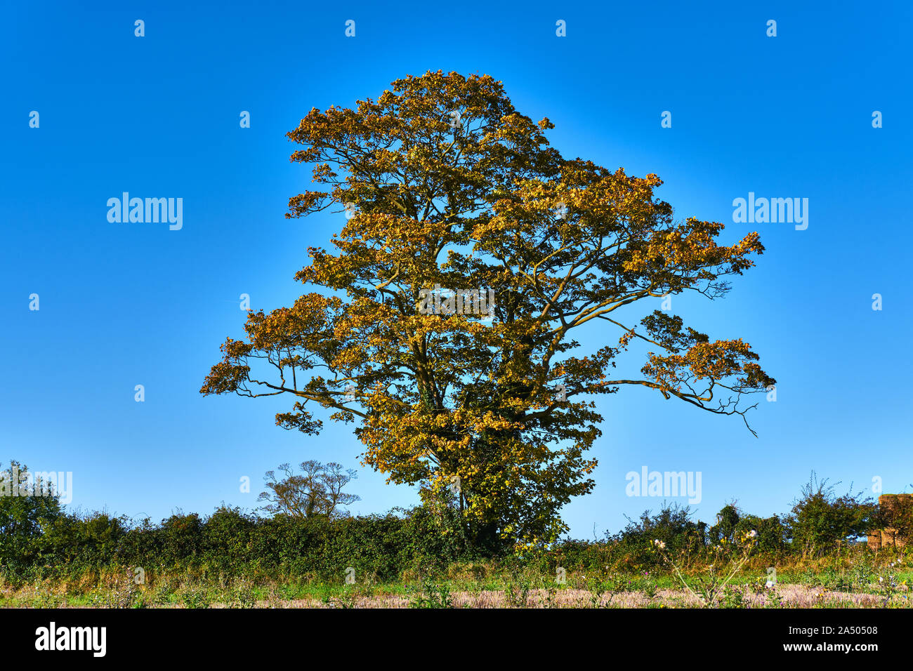 Un pseudoplantus Acer sycomores dans une haie montrant ses couleurs d'automne d'or mis en évidence contre un ciel bleu vif dans le soleil d'automne Banque D'Images