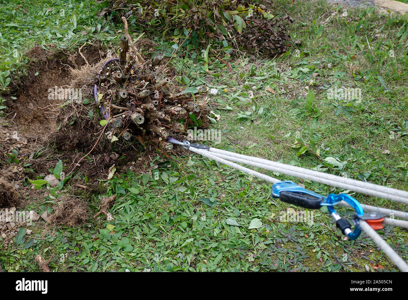 Un buisson avec sa motte de racines d'être déracinés par système improvisé avec les poulies et le matériel d'escalade. Banque D'Images