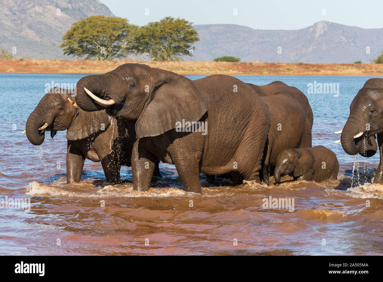 Les éléphants d'Afrique (Loxodonta africana) dans l'eau, Zimanga game reserve, KwaZulu-Natal, Afrique du Sud Banque D'Images