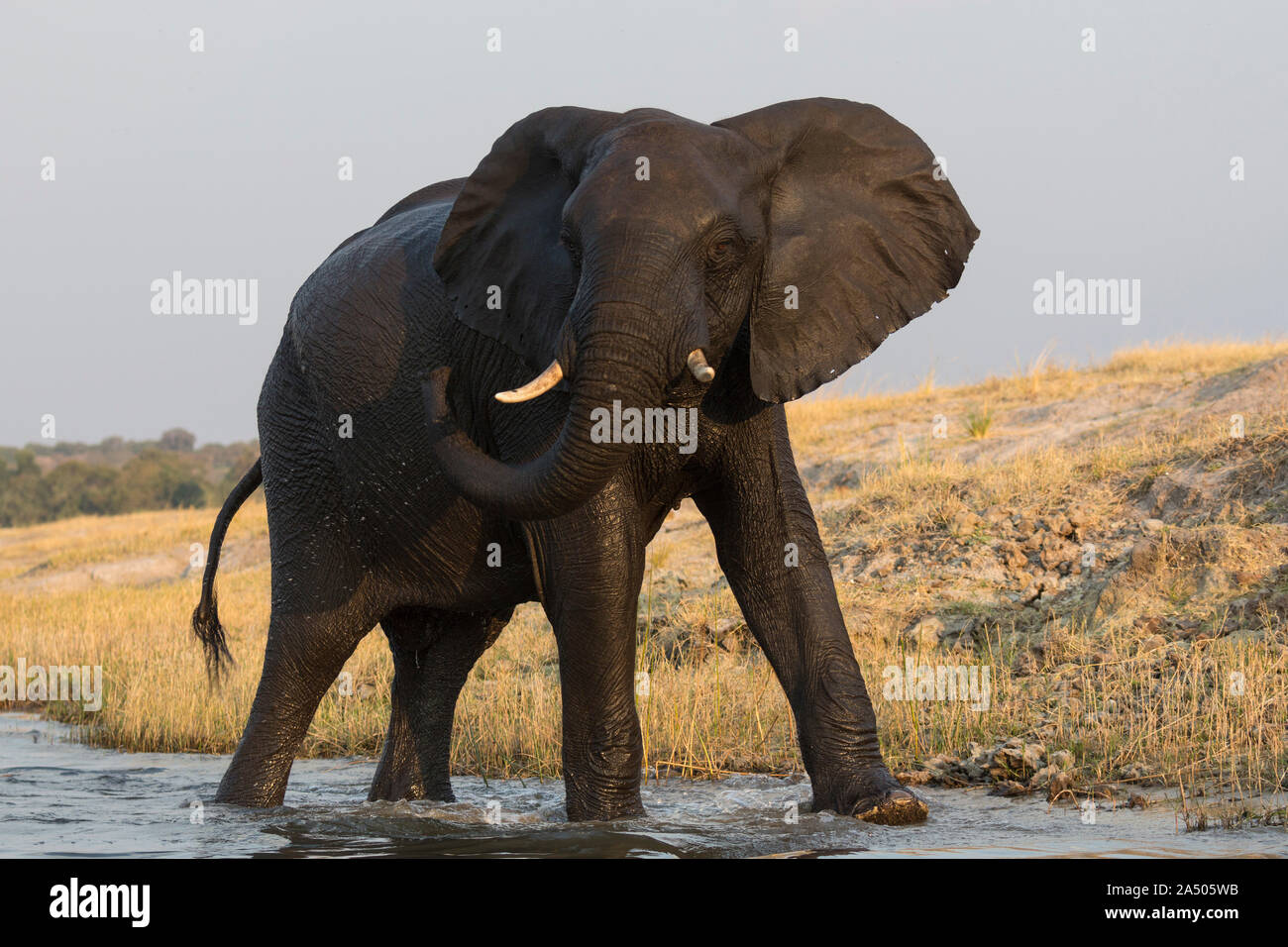 L'éléphant africain (Loxodonta africana), le parc national de Chobe, Botswana, Banque D'Images