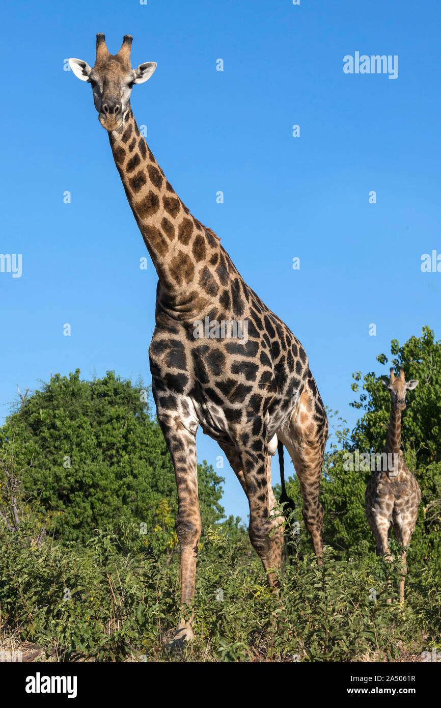 Girafe (Giraffa camelopardalis), parc national de Chobe, Botswana, Banque D'Images