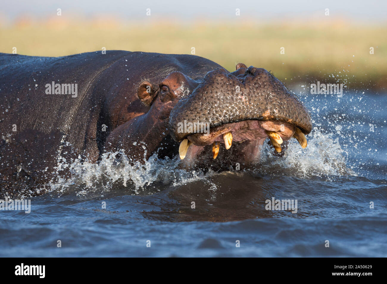 Hippopotame (Hippopotamus amphibius) agression, Chobe national park, Botswana Banque D'Images