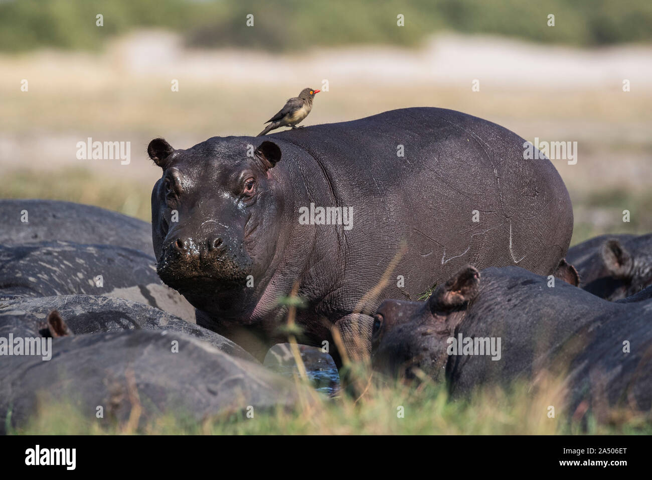 Hippopotame (Hippopotamus amphibius) avec redbilled oxpecker, Chobe national park, Botswana Banque D'Images