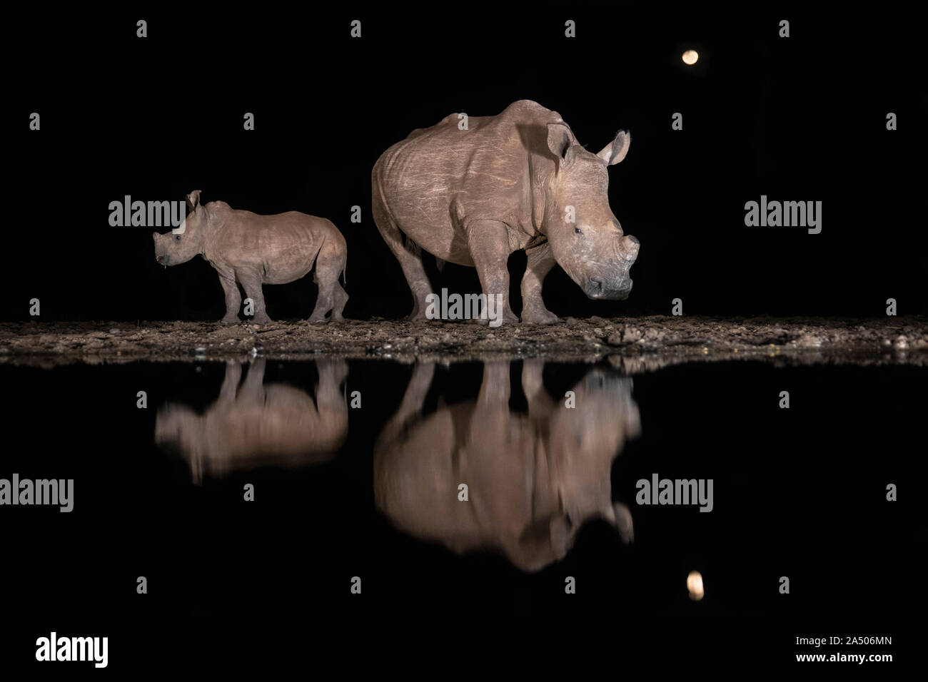 Le rhinocéros blanc (Ceratotherium simum) et son veau à l'eau la nuit, Zimanga Private Game Reserve, KwaZulu-Natal, Afrique du Sud Banque D'Images