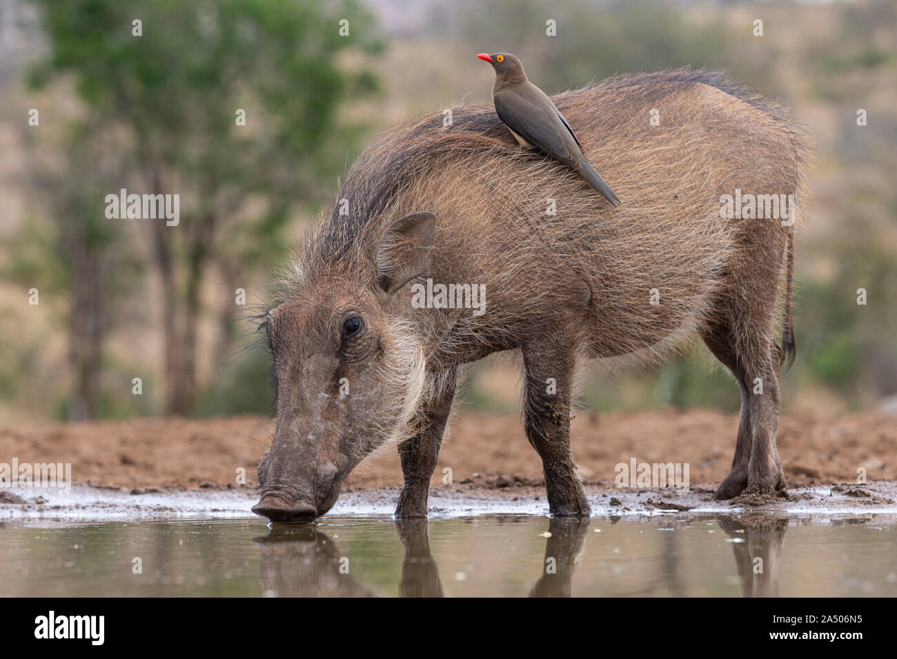 Phacochère (Phacochoerus africanus) avec redbilled oxpecker (Buphagus erythrorhynchus), Zimanga game reserve, KwaZulu-Natal, Afrique du Sud, Juin 2019 Banque D'Images