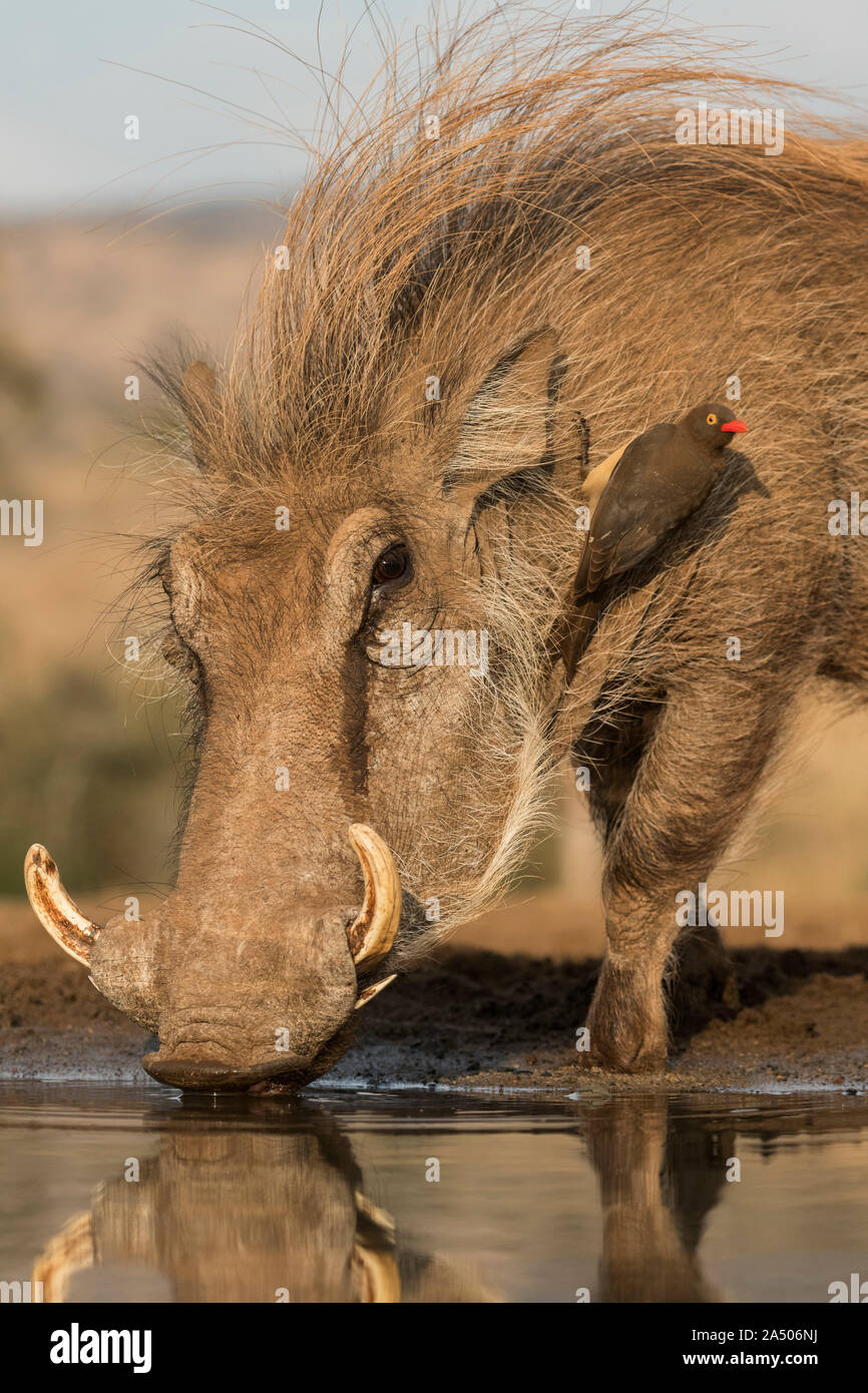 Phacochère (Phacochoerus africanus), potable avec redbilled oxpecker (Buphagus erythrorhynchus), Zimanga game reserve, KwaZulu-Natal, Afrique du Sud Banque D'Images
