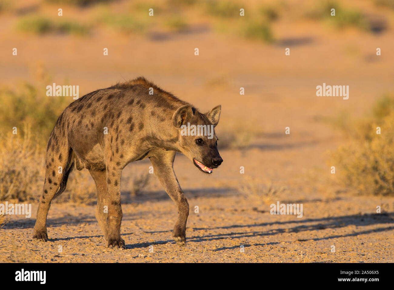 L'Hyène tachetée (Crocuta crocuta), Kgalagadi Transfrontier Park, Afrique du Sud Banque D'Images