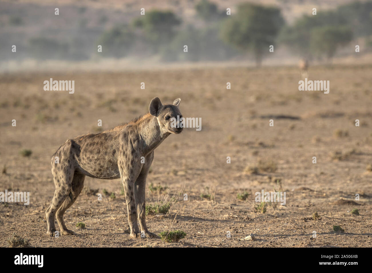 L'Hyène tachetée (Crocuta crocuta), Kgalagadi Transfrontier Park, Afrique du Sud Banque D'Images