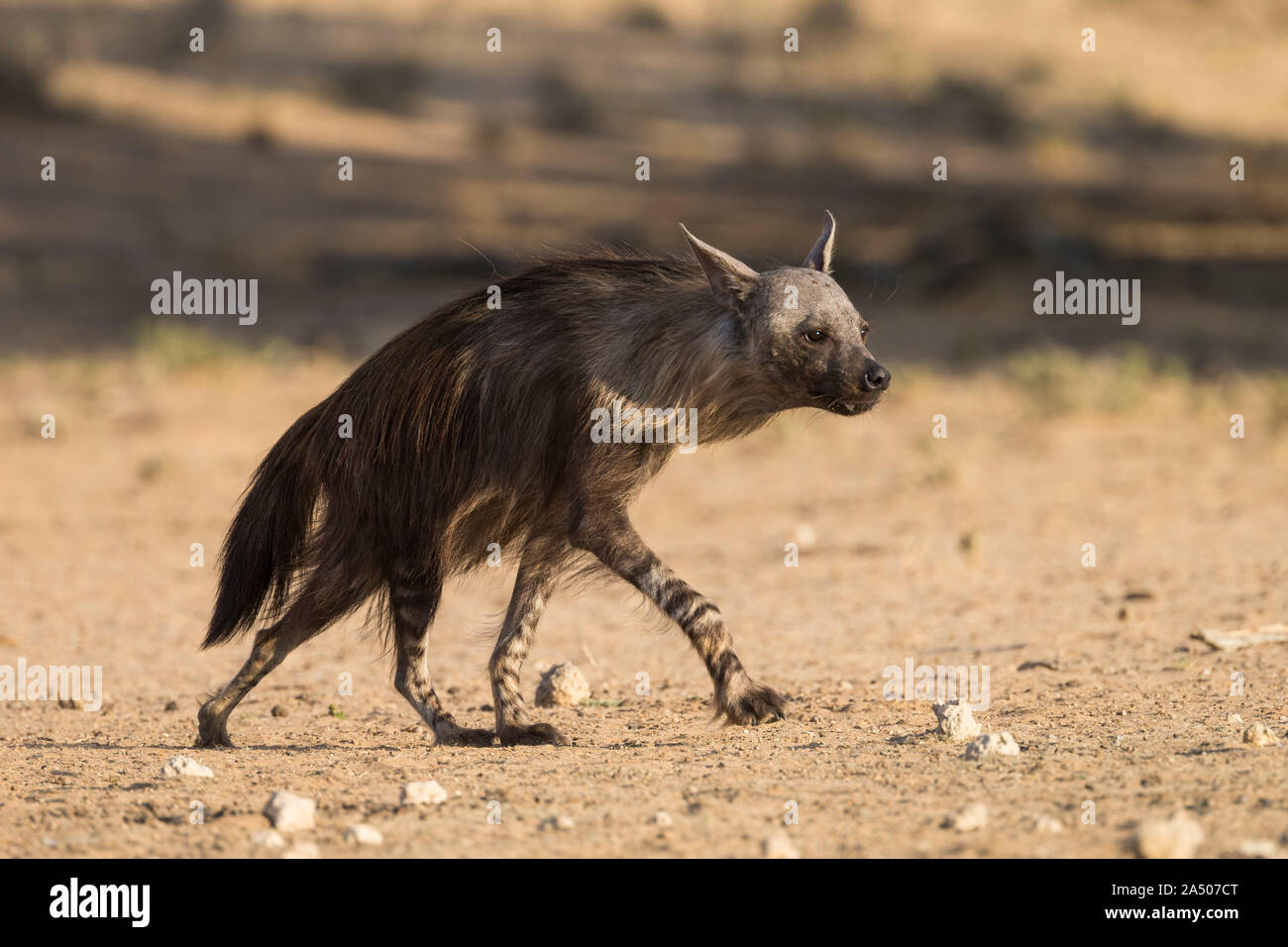 Hyène brune (Hyaena brunnea), Kgalagadi Transfrontier Park, Afrique du Sud Banque D'Images