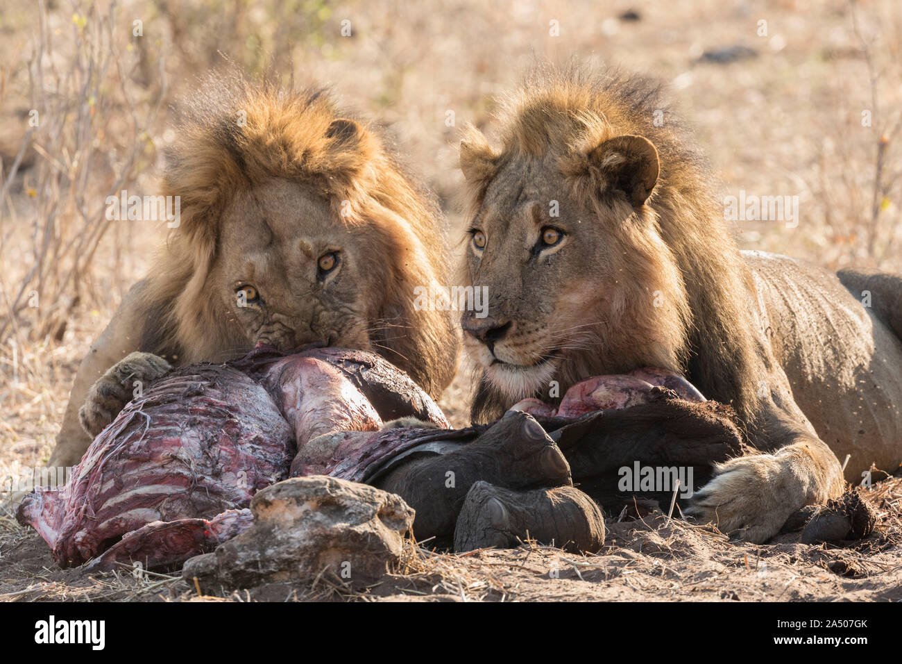 Les lions (Panthera leo) se nourrissant de charognards bébé éléphant, Chobe national park, Botswana Banque D'Images