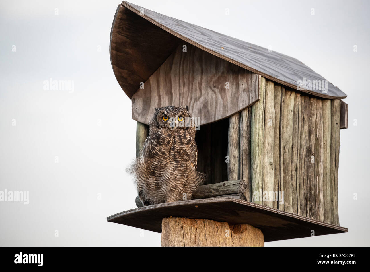 Spotted Eagle owl (Bubo africanus) au nichoir, Paternoster, Western Cape, Afrique du Sud, janvier 2019 Banque D'Images