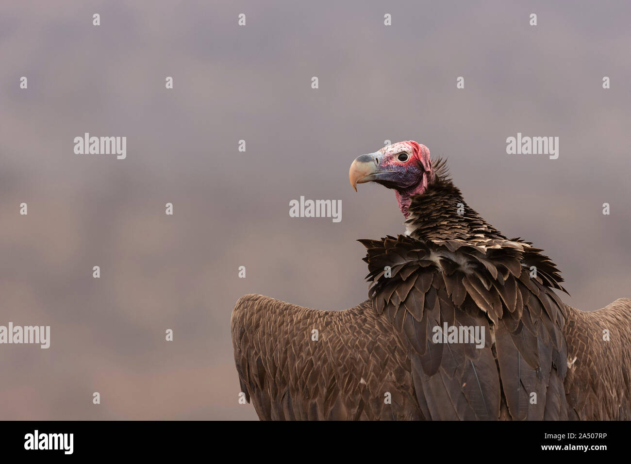 Lappetfaced vulture (Torgos tracheliotos), Zimanga Private Game Reserve, KwaZulu-Natal, Afrique du Sud Banque D'Images