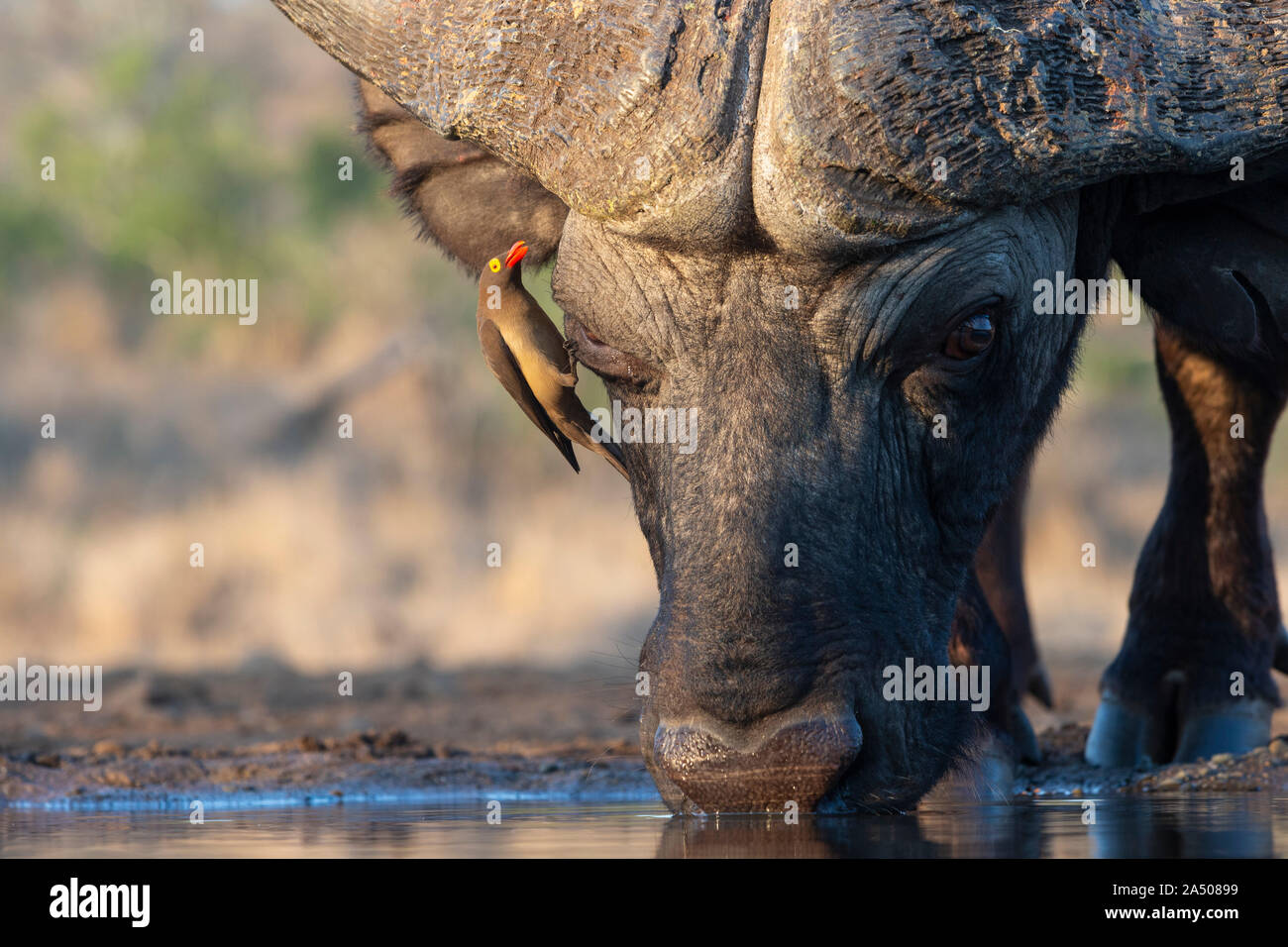 Redbilled oxpecker (Buphagus erythrorhynchus) le buffle (Syncerus caffer), Zimanga Private Game Reserve, KwaZulu-Natal, Afrique du Sud Banque D'Images
