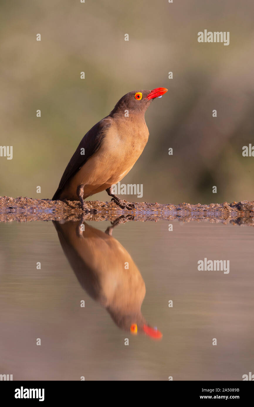 Redbilled oxpecker (Buphagus erythrorhynchus) boire, Zimanga game reserve, KwaZulu-Natal, Afrique du Sud Banque D'Images