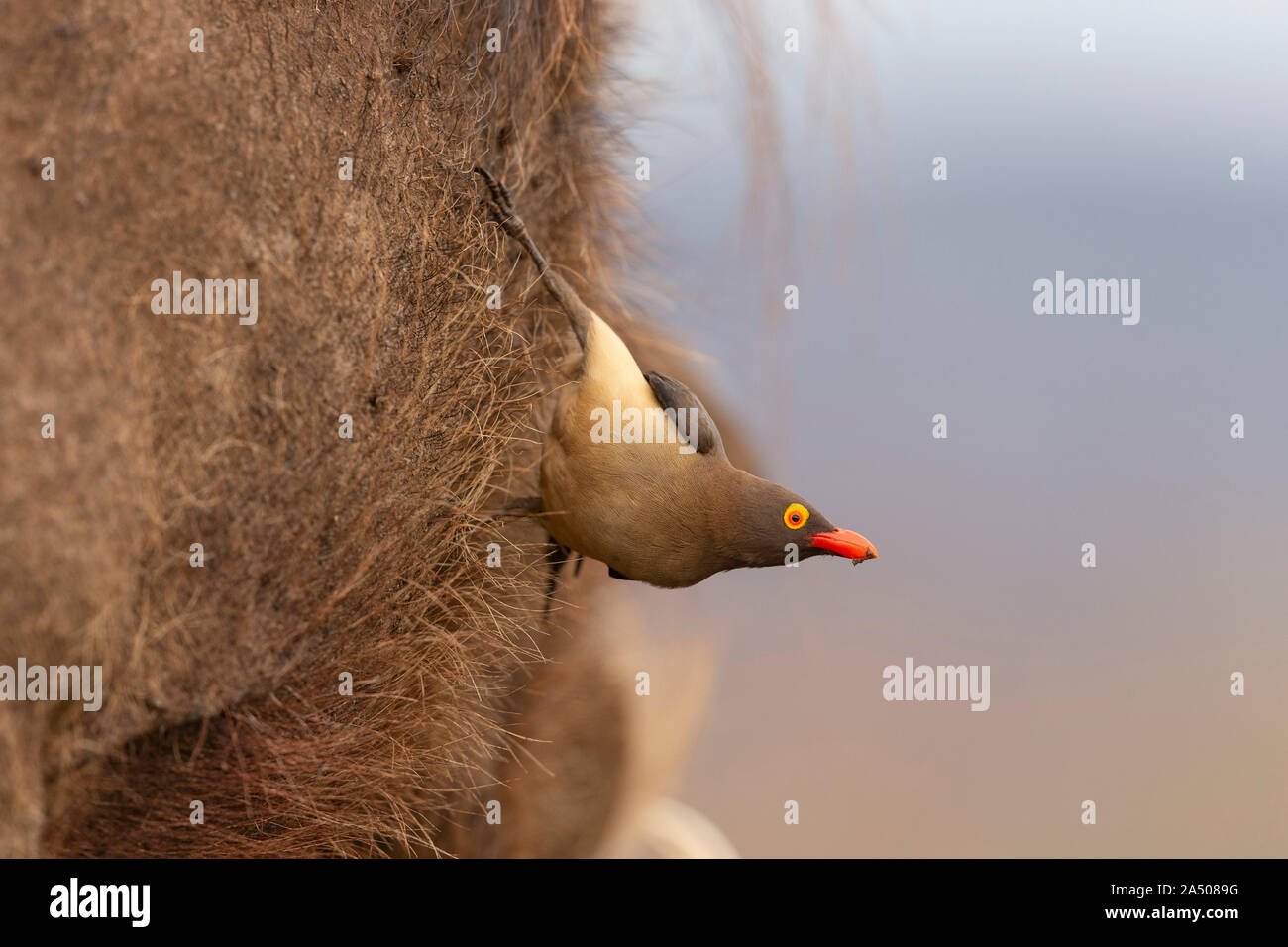 Redbilled oxpecker (Buphagus erythrorhynchus) le phacochère (Phacochoerus africanus), Zimanga game reserve, KwaZulu-Natal, Afrique du Sud Banque D'Images