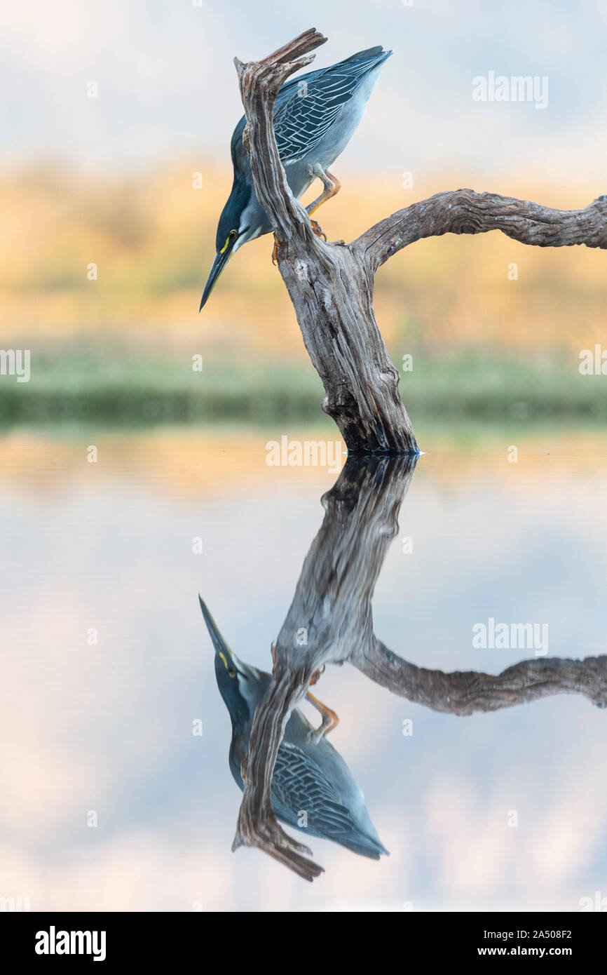 (Greenbacked) strié (heron Butorides striatus), Zimanga Private Game Reserve, KwaZulu-Natal, Afrique du Sud Banque D'Images