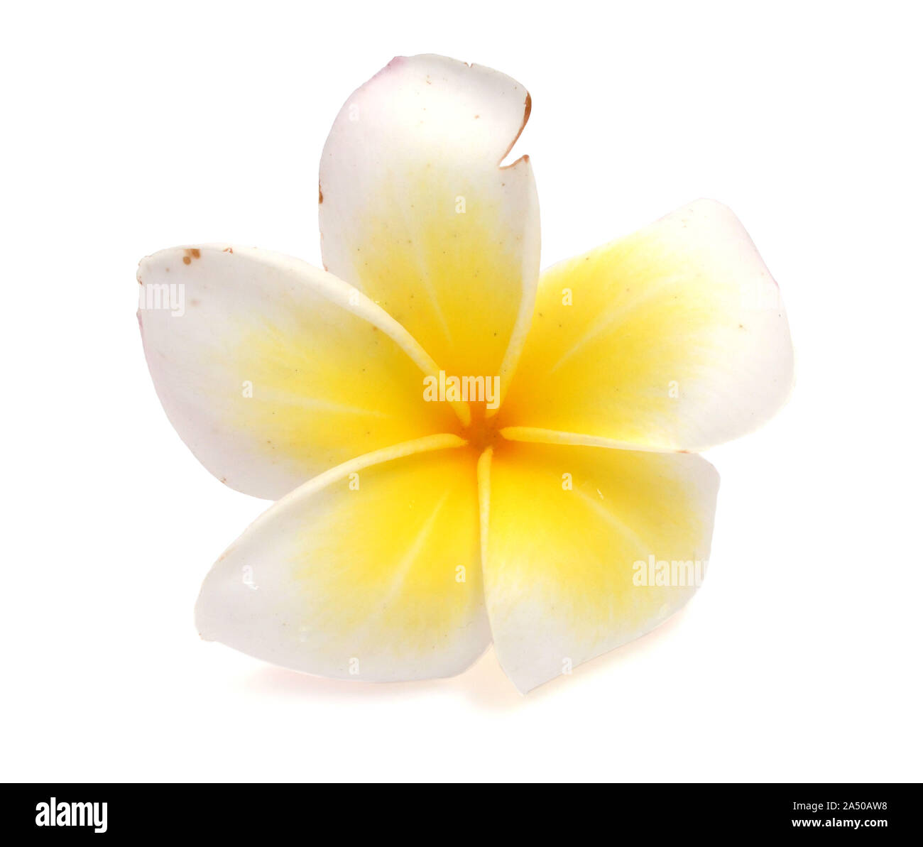 Plumeria flower isolé sur fond blanc Banque D'Images