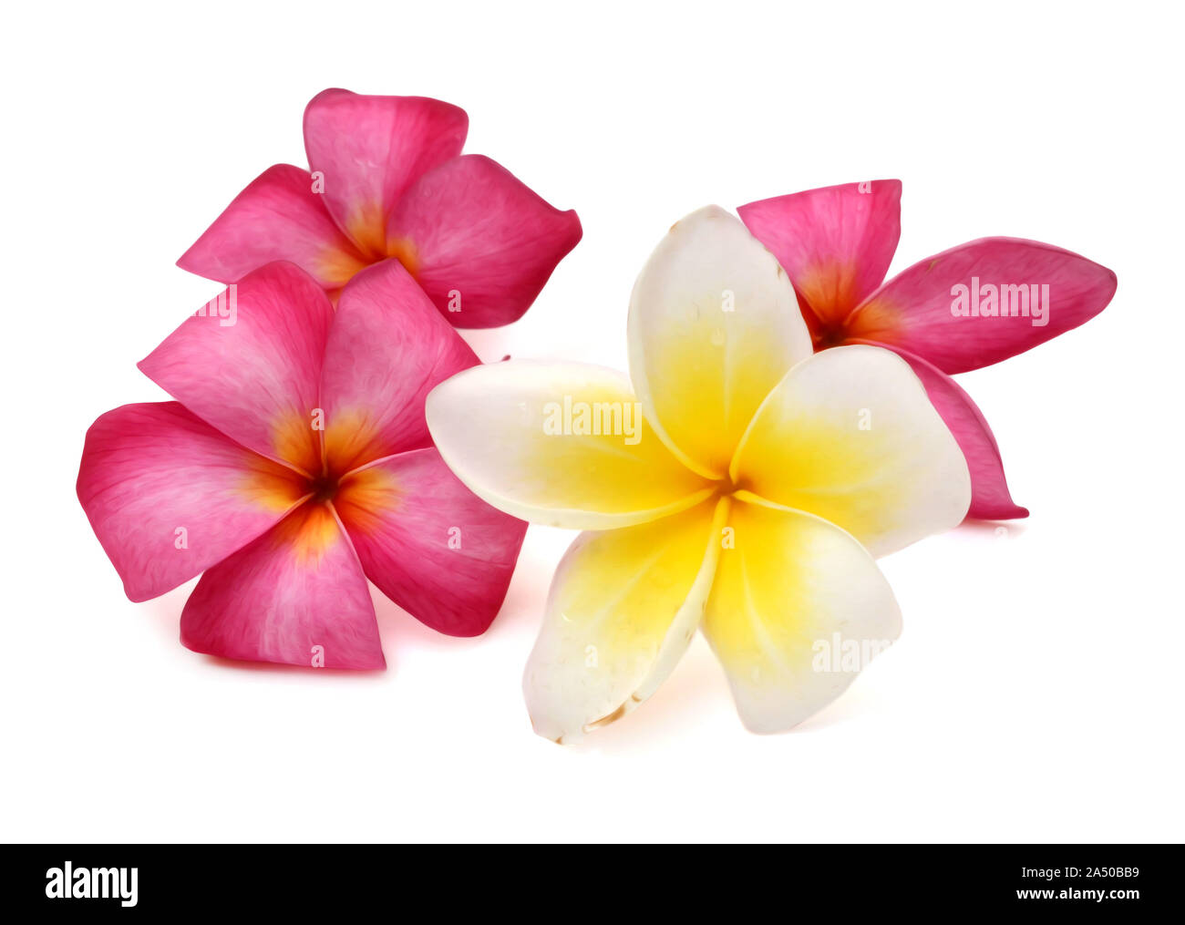 Belle fleur de plumeria rubra isolé sur fond blanc Banque D'Images