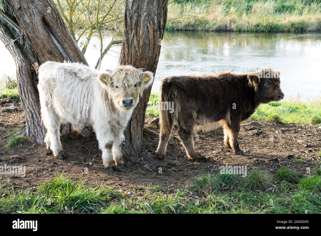 Oberweser, Highland cattle, Weser Uplands, Thuringe, Hesse, Allemagne Banque D'Images